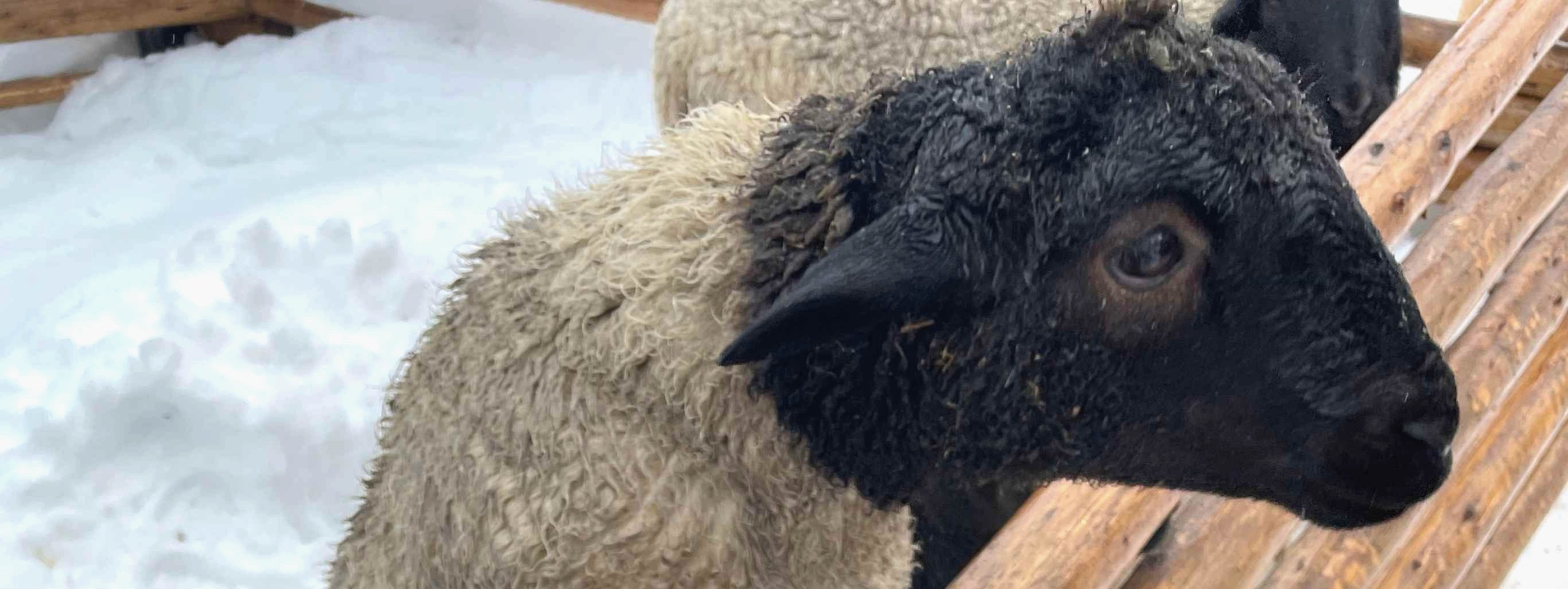 北海道の自社牧場で生まれた子羊
